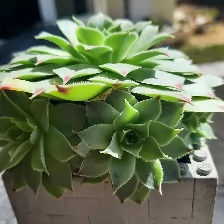 Sandy's Superior דירה *